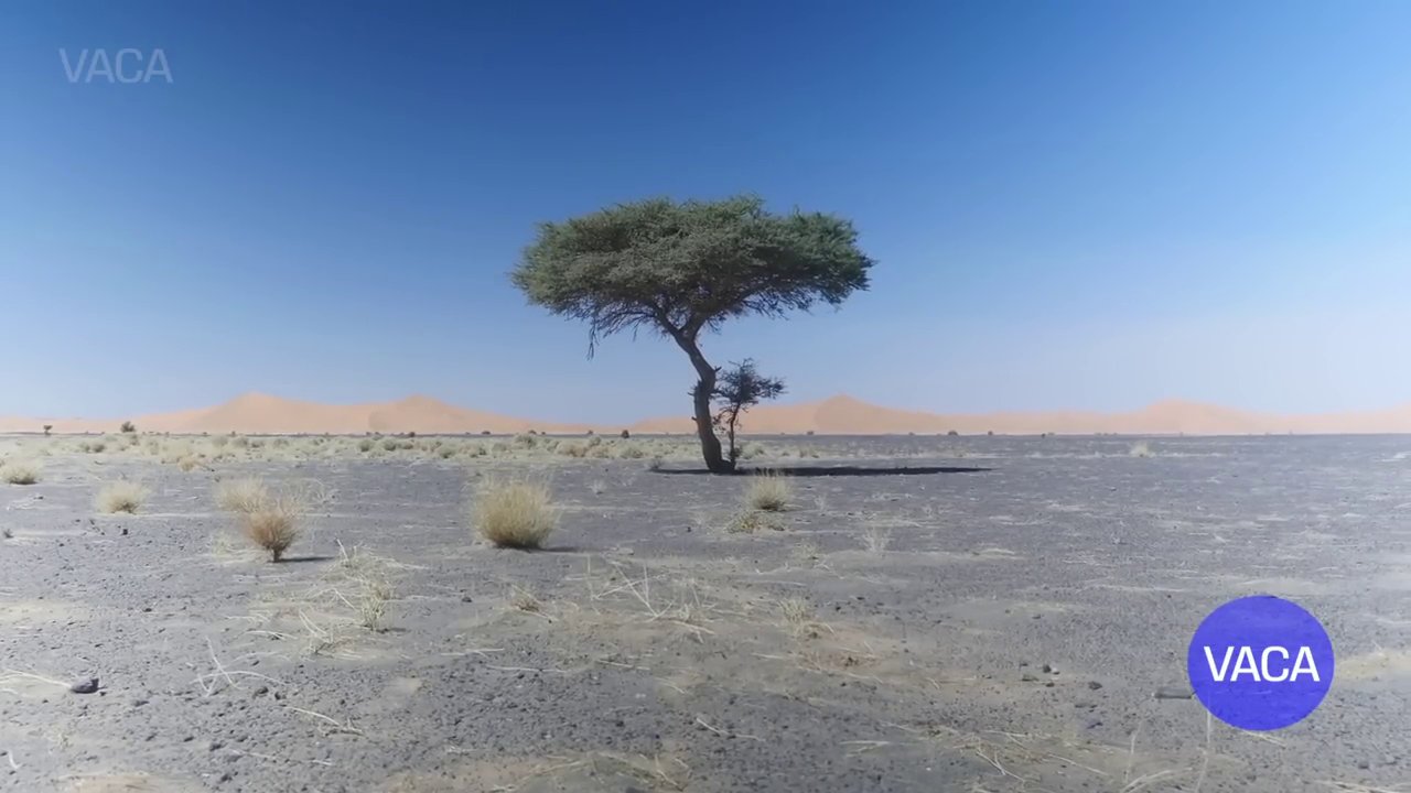 Toàn cảnh bờ biển Sydney với Nhà hát Con Sò và Cầu Cảng Sydney nổi bật.